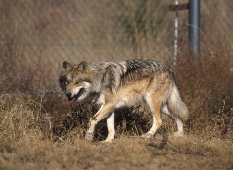 Mexican wolf