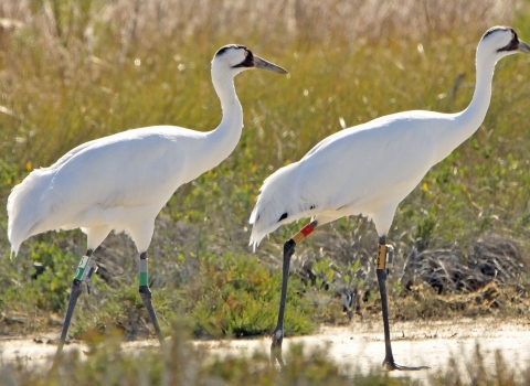 two large white wading birds with red heads walk in a wetland