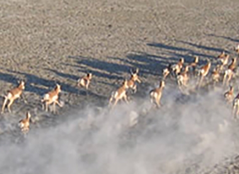 Herd of American Pronghorn