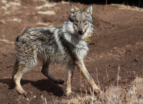 A mexican wolf with a yellow radio collar stands looking at the camera