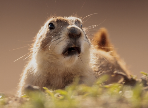 a surprised looking black-tailed prairie dog