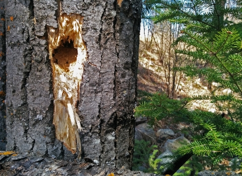 A hole in a tree created by a woodpecker