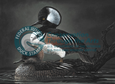 acrylic painting of a pair of hooded mergansers