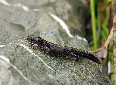 A long, dark brown salamander sits on a rock