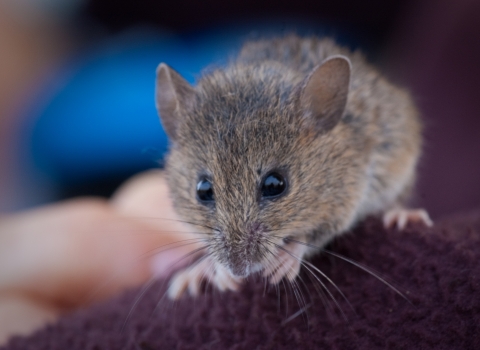 Close up of a small mouse