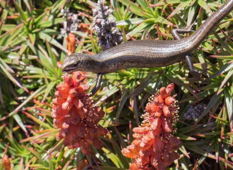 A southern snow skink obtains nectar