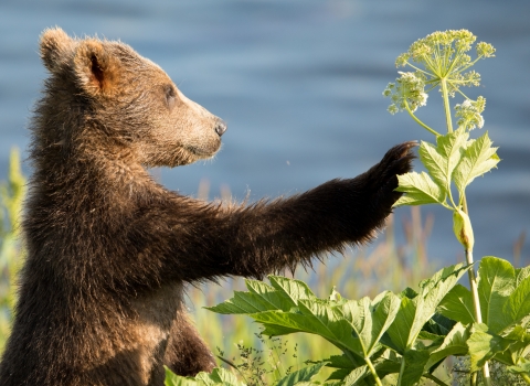 Brown bear cub with cow parsnip