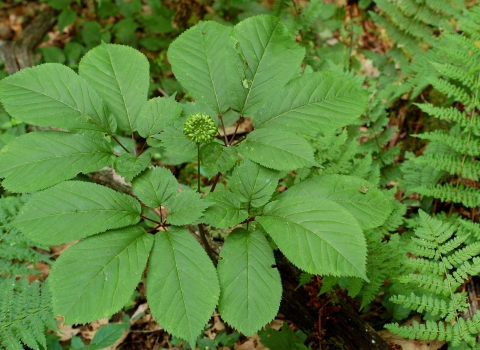 a green leafy plant on the forest floor