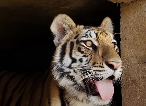 A panting hybrid Bengal tiger peers out of a brick enclosure 