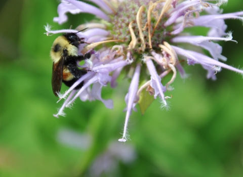 Rusty patched bumble bee on wild bergamot