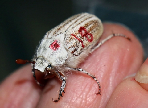 closeup of a white beetle with the number "18" written on its back in red felt tip pen