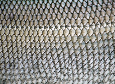 sheefish scales