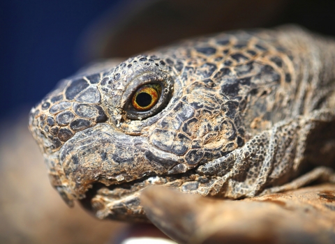 closeup of an adult desert tortoise's face