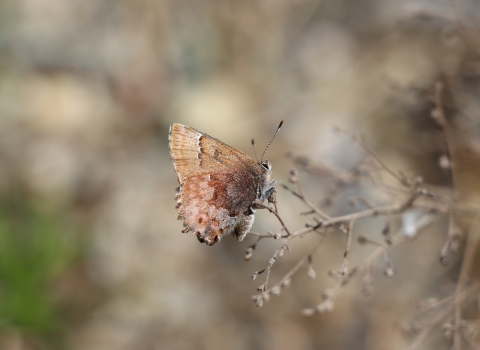 Silvery brown butterfly perched on a stem