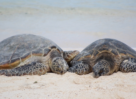 Green sea turtles on the beach