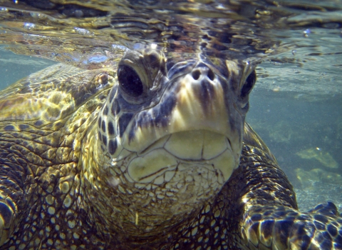 underwater closeup of sea turtle facing camera