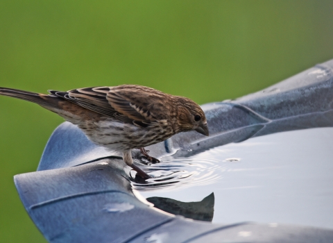 A house finch visits a bird bath