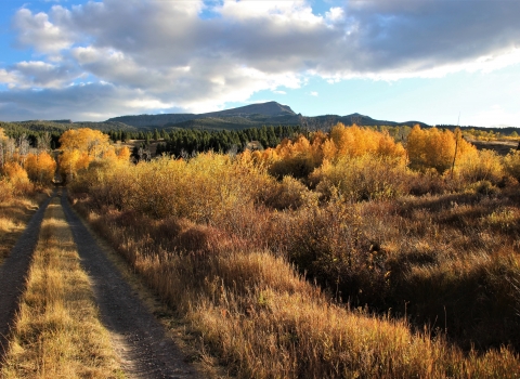 An evening autumn sun illuminates gold and yellow aspens and willows along Idlewild road with Baldy Mountain overlooking the Refuge in the background.