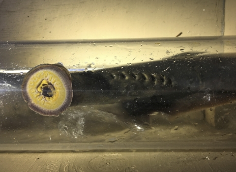A parasitic eel-like fish with a gaping mouth