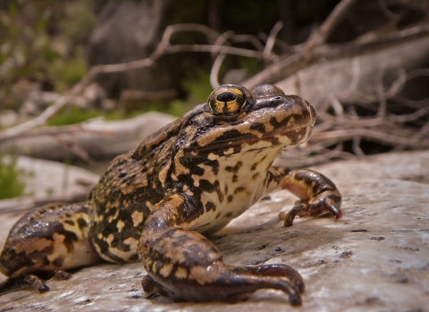 Brown and yellow frog sits on a rock