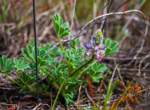 A plant with fuzzy green leaves and purple petals