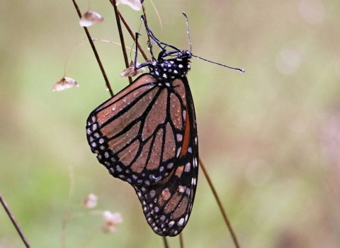 black, orange and white butterfly with raindrops on wings sits on branch