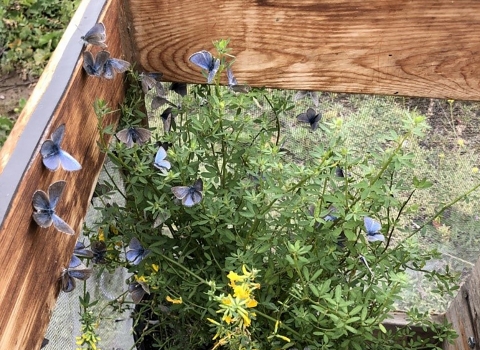 several blue butterflies sitting on a green bush inside a wooden box