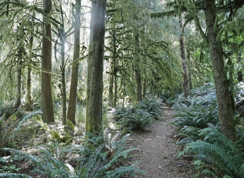Sun breaks through moss-covered trees in a forest with a floor of ferns