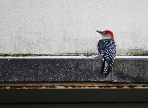 Red-bellied woodpecker perched on a building