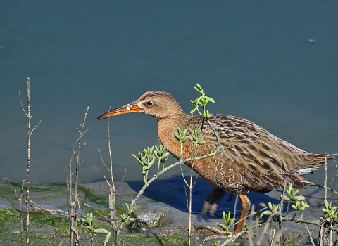 A brown bird standing on the edge of the water