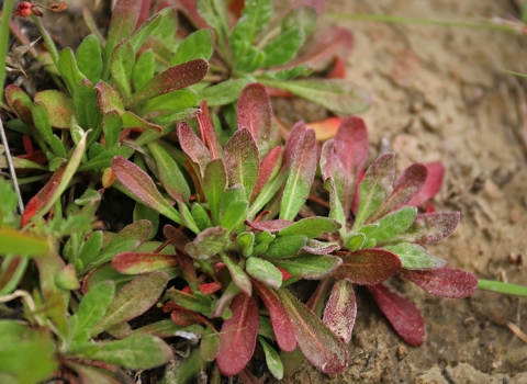 A plant with green and red flowers