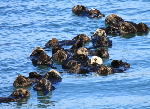 Many sea otters floating in the ocean