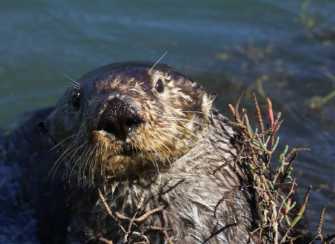 A close up of a sea otter