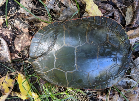 A western painted turtle with a repaired shell