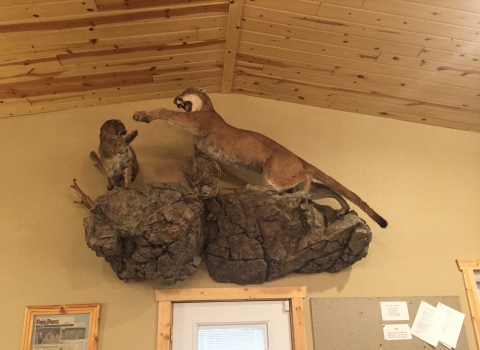 Taxidermied bobcat and mountain lion