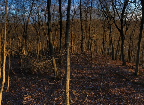 Sunrise in the woods