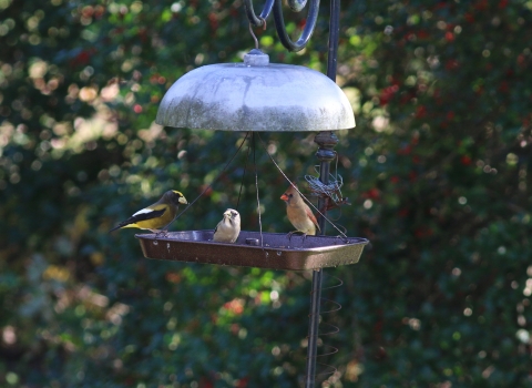 Three different looking small birds feed at a hanging tray bird feeder.