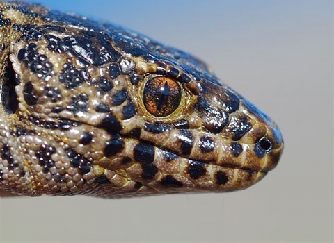 Closeup of lizard's face side profile. Lizard is brown with black spots.