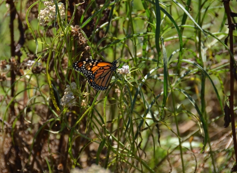 an orange and black monarch butterfly rests on a green milkweed plant