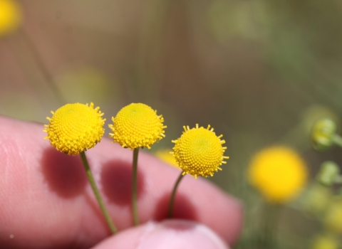closeup of hand holding yellow flowers between fingers