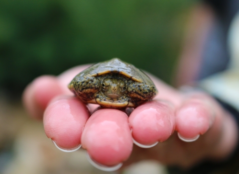 A small turtle resting on a person's hand