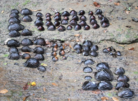 Image of a freshwater mussel assortment collected from Lake Fork Creek