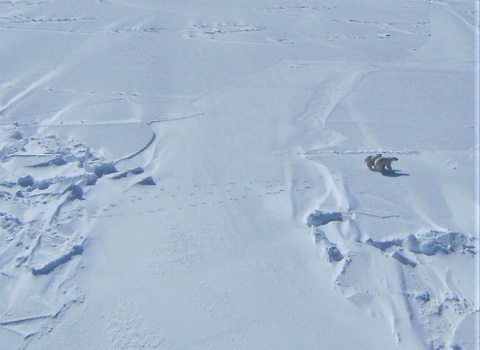 viewed from an airplane window: a pair of polar bears walk across a snowy landscape.