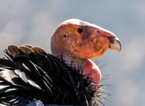 Close up of a California condor. Its pink featherless head contrasts with its black feathers.