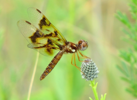A brown-and-amber-colored dragonfly perched on a flower