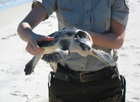 Refuge Biologist Jackie Sablan is holding a Kemp's ridley sea turtle.