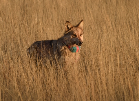 A mexican wolf with a green and red radio collar stands looking at the camera
