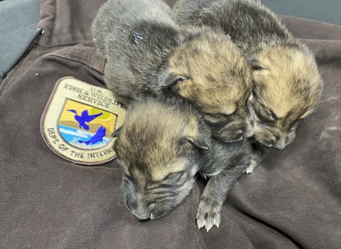Three Mexican wolf pups lay on a FWS jacket