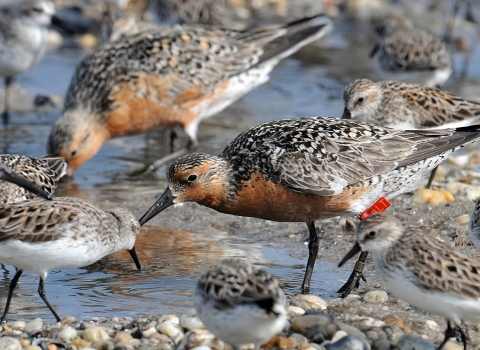 Red Knot feeding along with other shorebirds