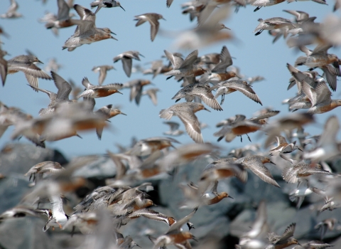 An image of red knots in flight